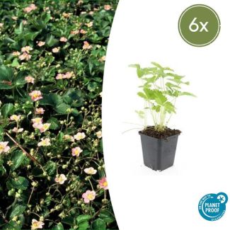 6 Stuks Bosaardbei, Bloemkleur Wit met een Geel Hartje, bodembedekker, Rode Aardbeien, Fragaria vesca - ↕10-25cm - Ø9cm