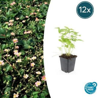 12 Stuks Bosaardbei, Bloemkleur Wit met een Geel Hartje, bodembedekker, Rode Aardbeien, Fragaria vesca - ↕10-25cm - Ø9cm