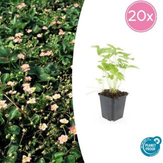 20 Stuks Bosaardbei, Bloemkleur Wit met een Geel Hartje, bodembedekker, Rode Aardbeien, Fragaria vesca - ↕10-25cm - Ø9cm
