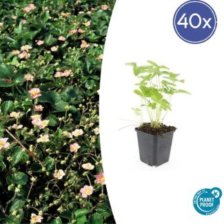 40 Stuks Bosaardbei, Bloemkleur Wit met een Geel Hartje, bodembedekker, Rode Aardbeien, Fragaria vesca - ↕10-25cm - Ø9cm