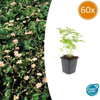 60 Stuks Bosaardbei, Bloemkleur Wit met een Geel Hartje, bodembedekker, Rode Aardbeien, Fragaria vesca - ↕10-25cm - Ø9cm
