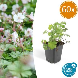 60x Geranium cantabrigiense Biokovo ca ↕10- Ø9cm  laagblijvende kruipende bodembedekker