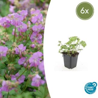 6x Geranium cantabrigiense Cambridge  Ooievaarsbek, Tuinplanten met Prachtige Rose  Bloemen,Winterharde planten, PopulaireTuinplanten  - ↕10-25cm - Ø9cm