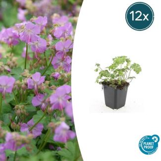 12x Geranium cantabrigiense Cambridge  Ooievaarsbek, Tuinplanten met Prachtige Rose  Bloemen,Winterharde planten, PopulaireTuinplanten  - ↕10-25cm - Ø9cm