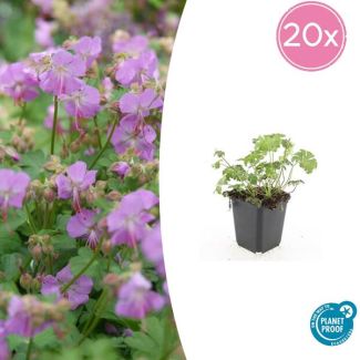 20x Geranium cantabrigiense Cambridge  Ooievaarsbek, Tuinplanten met Prachtige Rose  Bloemen,Winterharde planten, PopulaireTuinplanten  - ↕10-25cm - Ø9cm