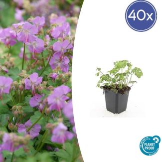 40x Geranium cantabrigiense Cambridge  Ooievaarsbek, Tuinplanten met Prachtige Rose  Bloemen,Winterharde planten, PopulaireTuinplanten  - ↕10-25cm - Ø9cm