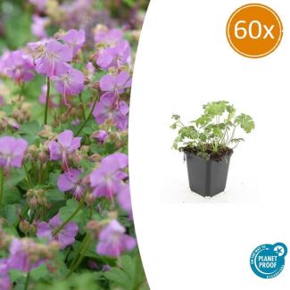 60x Geranium cantabrigiense Cambridge  Ooievaarsbek, Tuinplanten met Prachtige Rose  Bloemen,Winterharde planten, PopulaireTuinplanten  - ↕10-25cm - Ø9cm