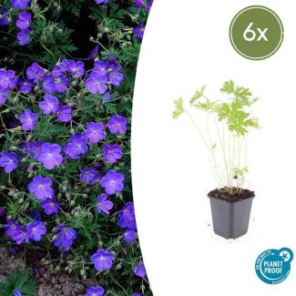 6 Stuks Geranium Ooievaarsbek Johnson s Blue, Tuinplanten met Prachtige Blauwe Bloemen,Winterharde planten, Populaire Tuinplanten - ↕10-25cm - Ø9cm