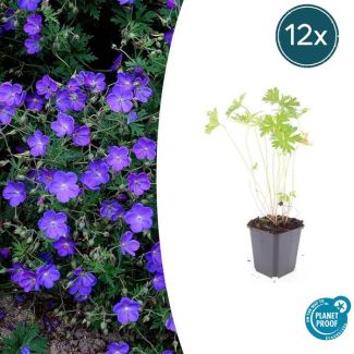 12 Stuks Geranium Ooievaarsbek Johnson s Blue, Tuinplanten met Prachtige Blauwe Bloemen,Winterharde planten, Populaire Tuinplanten - ↕10-25cm - Ø9cm