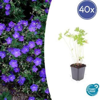 40 Stuks Geranium Ooievaarsbek Johnson s Blue, Tuinplanten met Prachtige Blauwe Bloemen,Winterharde planten, Populaire Tuinplanten - ↕10-25cm - Ø9cm