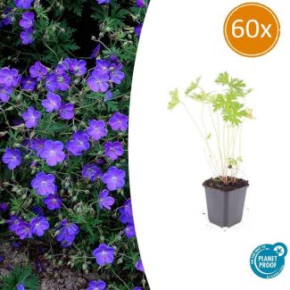 60 Stuks Geranium Ooievaarsbek Johnson s Blue, Tuinplanten met Prachtige Blauwe Bloemen,Winterharde planten, Populaire Tuinplanten - ↕10-25cm - Ø9cm