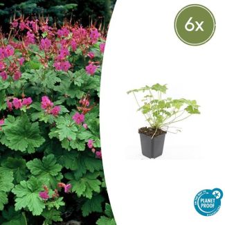 6 Stuks Ooievaarsbek macrorrhizum Czakor, Geranium, Tuinplanten met Helder Rose Bloemen,Winterharde planten, Tuinplanten - ↕10-25cm - Ø9cm
