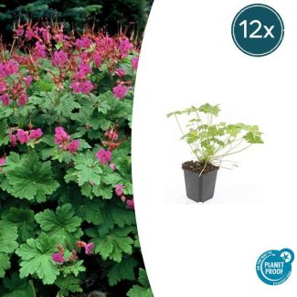 12 Stuks Ooievaarsbek macrorrhizum Czakor, Geranium, Tuinplanten met Helder Rose Bloemen,Winterharde planten, Tuinplanten - ↕10-25cm - Ø9cm