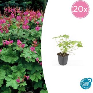 20 Stuks Ooievaarsbek macrorrhizum Czakor, Geranium, Tuinplanten met Helder Rose Bloemen,Winterharde planten, Tuinplanten - ↕10-25cm - Ø9cm