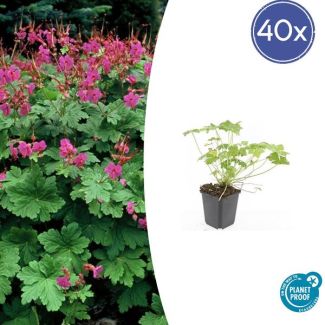 40 Stuks Ooievaarsbek macrorrhizum Czakor, Geranium, Tuinplanten met Helder Rose Bloemen,Winterharde planten, Tuinplanten - ↕10-25cm - Ø9cm