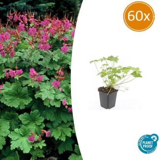 60 Stuks Ooievaarsbek macrorrhizum Czakor, Geranium, Tuinplanten met Helder Rose Bloemen,Winterharde planten, Tuinplanten - ↕10-25cm - Ø9cm