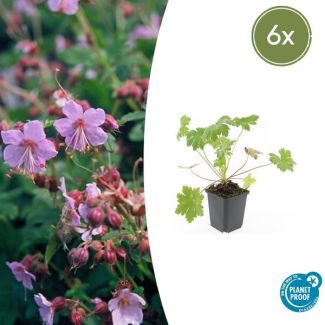 6 Stuks Ooievaarsbek macrorrhizum Ingwersen Variety, Tuinplanten met licht Rose Bloemen,Winterharde planten, Tuinplanten, Geranium   - ↕10-25cm - Ø9cm