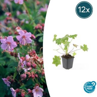 12 Stuks Ooievaarsbek macrorrhizum Ingwersen Variety, Tuinplanten met licht Rose Bloemen,Winterharde planten, Tuinplanten, Geranium   - ↕10-25cm - Ø9cm