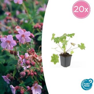 20 Stuks Ooievaarsbek macrorrhizum Ingwersen Variety, Tuinplanten met licht Rose Bloemen,Winterharde planten, Tuinplanten, Geranium   - ↕10-25cm - Ø9cm