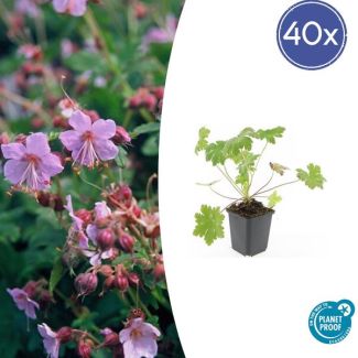40 Stuks Ooievaarsbek macrorrhizum Ingwersen Variety, Tuinplanten met licht Rose Bloemen,Winterharde planten, Tuinplanten, Geranium   - ↕10-25cm - Ø9cm