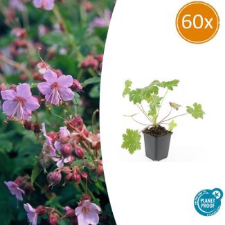 60 Stuks Ooievaarsbek macrorrhizum Ingwersen Variety, Tuinplanten met licht Rose Bloemen,Winterharde planten, Tuinplanten, Geranium   - ↕10-25cm - Ø9cm