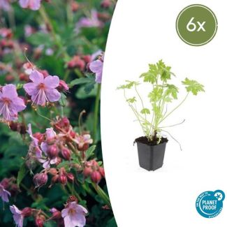 6 Stuks Ooievaarsbek, Tuinplanten met Lila,Blauw,Rose Bloemen,Winterharde planten, Tuinplanten, Geranium macrorrhizum - ↕10-25cm - Ø9cm