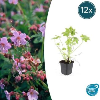 12 Stuks Ooievaarsbek, Tuinplanten met Lila,Blauw,Rose Bloemen,Winterharde planten, Tuinplanten, Geranium macrorrhizum - ↕10-25cm - Ø9cm