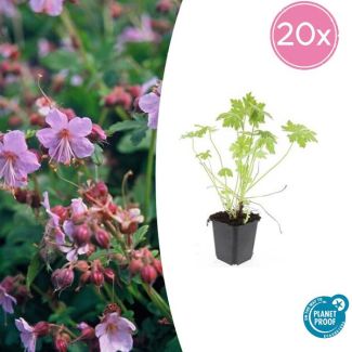 20 Stuks Ooievaarsbek, Tuinplanten met Lila,Blauw,Rose Bloemen,Winterharde planten, Tuinplanten, Geranium macrorrhizum - ↕10-25cm - Ø9cm