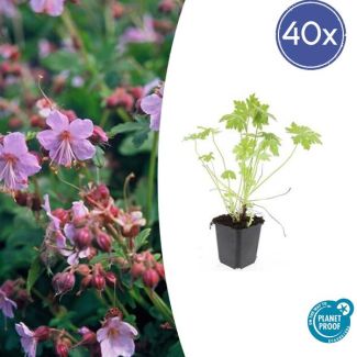 40 Stuks Ooievaarsbek, Tuinplanten met Lila,Blauw,Rose Bloemen,Winterharde planten, Tuinplanten, Geranium macrorrhizum - ↕10-25cm - Ø9cm