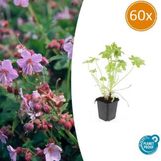 60 Stuks Ooievaarsbek, Tuinplanten met Lila,Blauw,Rose Bloemen,Winterharde planten, Tuinplanten, Geranium macrorrhizum - ↕10-25cm - Ø9cm