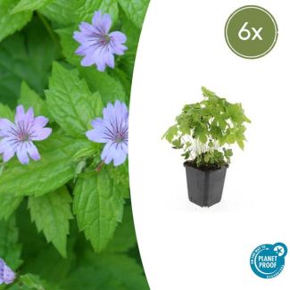6  Stuks Ooievaarsbek, Lila Bloemen met donkere Aderen, Geranium Nodosum - ↕10-25cm - Ø9cm