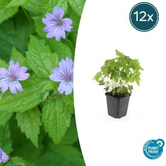 12  Stuks Ooievaarsbek, Lila Bloemen met donkere Aderen, Geranium Nodosum - ↕10-25cm - Ø9cm