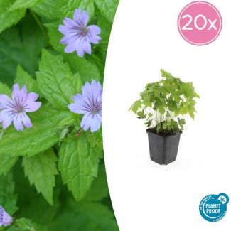 20  Stuks Ooievaarsbek, Lila Bloemen met donkere Aderen, Geranium Nodosum - ↕10-25cm - Ø9cm