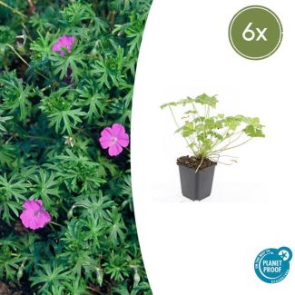 6  Stuks Ooievaarsbek 'Tiny Monster', Rose bloemen met donkere aderen, Geranium  Tiny Monster  - ↕10-25cm - Ø9cm