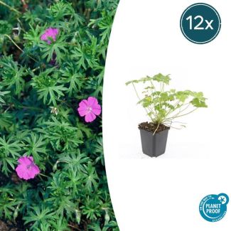 12  Stuks Ooievaarsbek 'Tiny Monster', Rose bloemen met donkere aderen, Geranium  Tiny Monster  - ↕10-25cm - Ø9cm