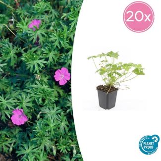 20 Stuks Ooievaarsbek 'Tiny Monster', Rose bloemen met donkere aderen, Geranium  Tiny Monster  - ↕10-25cm - Ø9cm