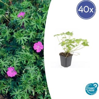 40 Stuks Ooievaarsbek 'Tiny Monster', Rose bloemen met donkere aderen, Geranium  Tiny Monster  - ↕10-25cm - Ø9cm