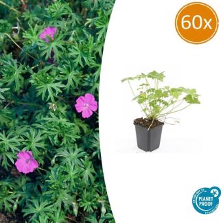 60 Stuks Ooievaarsbek 'Tiny Monster', Rose bloemen met donkere aderen, Geranium  Tiny Monster  - ↕10-25cm - Ø9cm