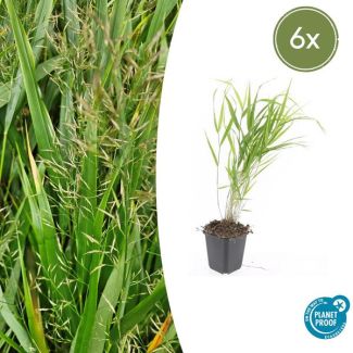 6  Stuks Japans Siergras, Creme Pluimen, Hakonechloa macra - ↕10-25cm - Ø9cm