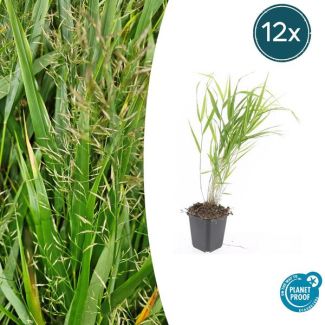 12  Stuks Japans Siergras, Creme Pluimen, Hakonechloa macra - ↕10-25cm - Ø9cm