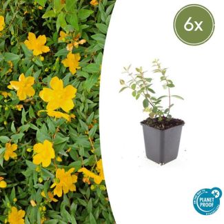 6 Stuks Hertshooi Peter Dummer, Onderhoudsarme Plant, Gele Bloemen, Laagblijvende Struik, Hypericum dummeri  Peter Dummer  - ↕10-25cm - Ø9cm