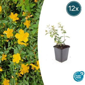 12 Stuks Hertshooi Peter Dummer, Onderhoudsarme Plant, Gele Bloemen, Laagblijvende Struik, Hypericum dummeri  Peter Dummer  - ↕10-25cm - Ø9cm