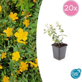 20 Stuks Hertshooi Peter Dummer, Onderhoudsarme Plant, Gele Bloemen, Laagblijvende Struik, Hypericum dummeri  Peter Dummer  - ↕10-25cm - Ø9cm