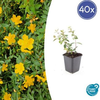 40 Stuks Hertshooi Peter Dummer, Onderhoudsarme Plant, Gele Bloemen, Laagblijvende Struik, Hypericum dummeri  Peter Dummer  - ↕10-25cm - Ø9cm