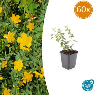 60 Stuks Hertshooi Peter Dummer, Onderhoudsarme Plant, Gele Bloemen, Laagblijvende Struik, Hypericum dummeri  Peter Dummer  - ↕10-25cm - Ø9cm