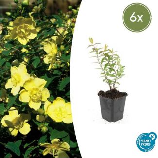 6  Stuks Hershooi Hidcote, Struik, Gele Bloemen, Hypericum Hidcote  - ↕10-25cm - Ø9cm