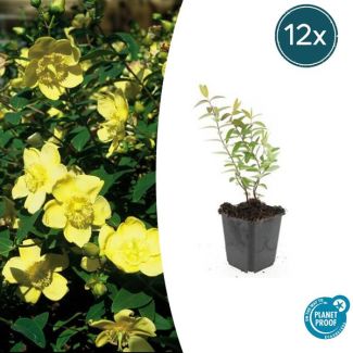 12  Stuks Hershooi Hidcote, Struik, Gele Bloemen, Hypericum  Hidcote  - ↕10-25cm - Ø9cm