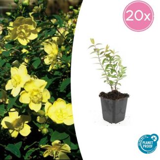 20  Stuks Hershooi Hidcote, Struik, Gele Bloemen, Hypericum  Hidcote  - ↕10-25cm - Ø9cm