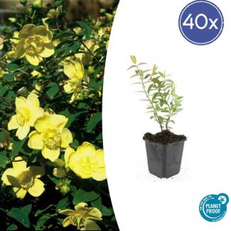 40  Stuks Hershooi Hidcote, Struik, Gele Bloemen, Hypericum  Hidcote  - ↕10-25cm - Ø9cm