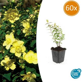 60 Stuks Hershooi Hidcote, Struik, Gele Bloemen, Hypericum  Hidcote  - ↕10-25cm - Ø9cm